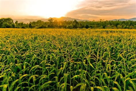 Premium Photo | Corn field in sunset