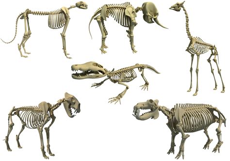 Savanna Animal Skeletons 3D model | CGTrader