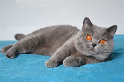 6 Types of British Shorthair Cat Colors (With Info & Pictures) | Hepper