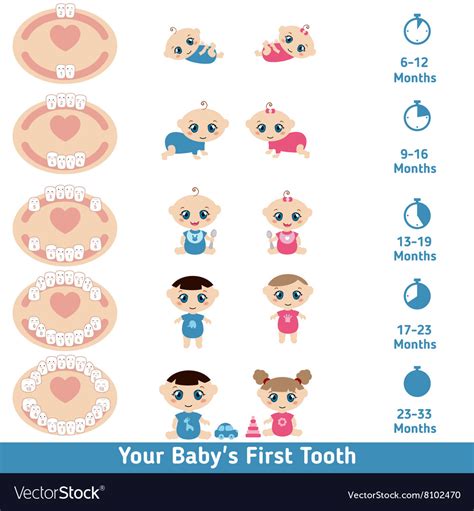 Baby teething chart Royalty Free Vector Image - VectorStock