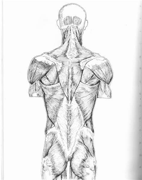 ArtStation 2013 Anatomy Study Back Muscles | tunersread.com