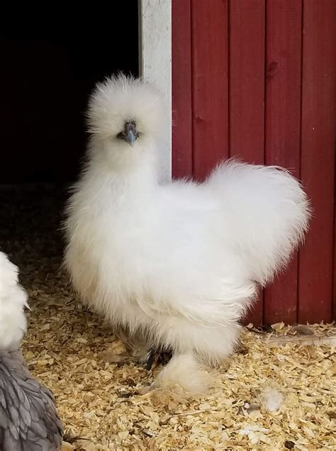 White Silkie Bantam Chickens for Sale | Cackle Hatchery