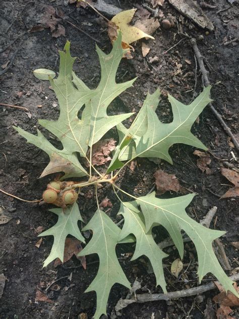 Cherrybark Oak | Glen Arboretum