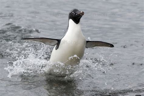 Porpoising Adelie penguin - avoid attacks from Leopard seals