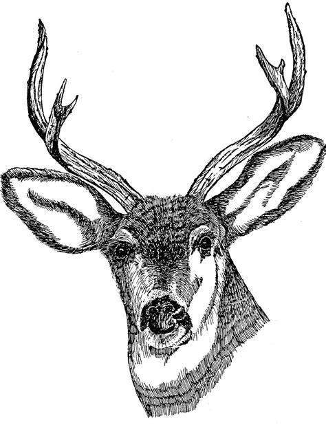 File:Deer head drawing art.jpg - Wikimedia Commons