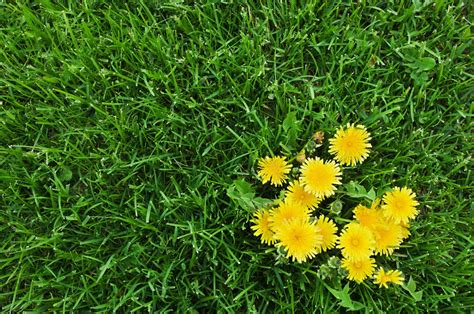 Lawn Weeds: How to Identify the Most Common Types - This Old House