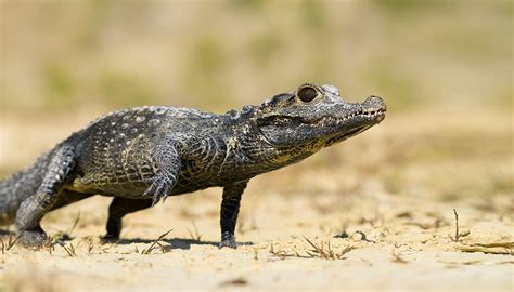 African dwarf crocodile | San Diego Zoo Kids