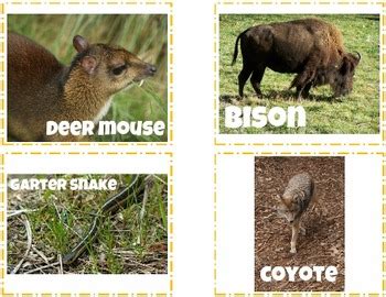 Prairie Ecosystem Task Cards with PHOTOS {PLUS a Food Web Activity}