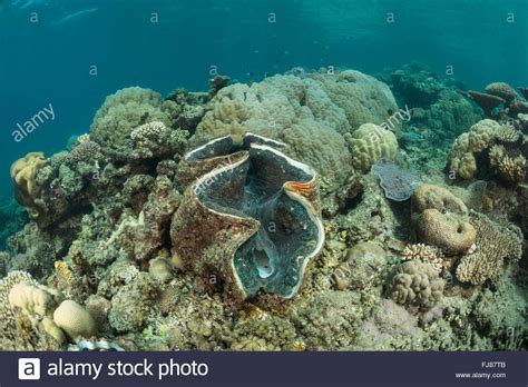 Giant clam in coral reef. There were very many big healthy giant clams ...