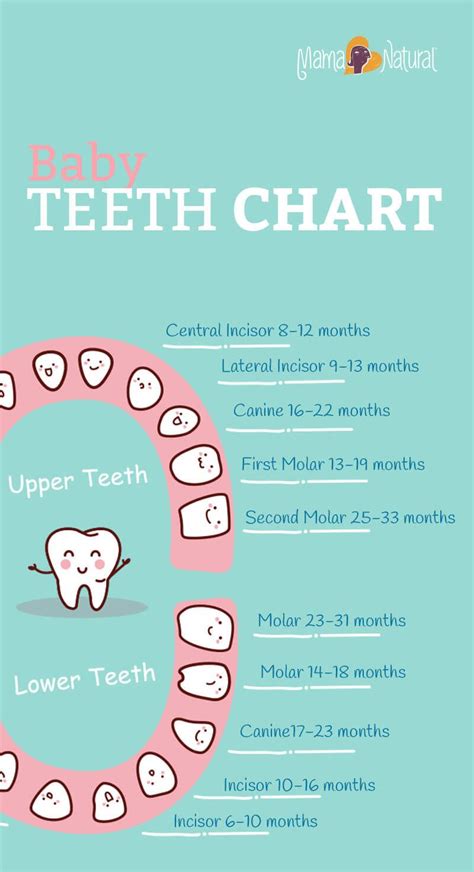 Baby teething chart what order do they come in – Artofit