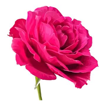 Rose Flower Vector Art, Rose Flower Art, Flower Vector, Pink Rose PNG and Vector with ...