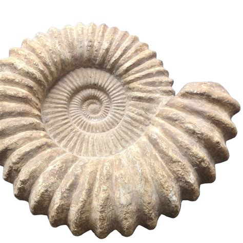 Ammonite Fossil 12” – Tacoma Consignment