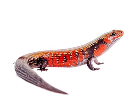 Fire Skink: Care Guide & Species Profile - Everything Reptiles