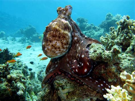 Coral Reef With Octopus Stock Photography - Image: 21931452