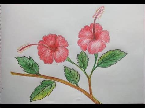 Hibiscus Flower Sketch Step By Step - Janainataba