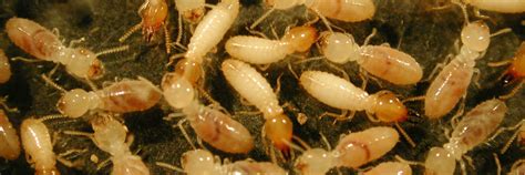 Termite Identification