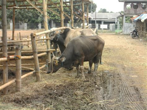 JUAL SAPI BALI: Jual Sapi Bali