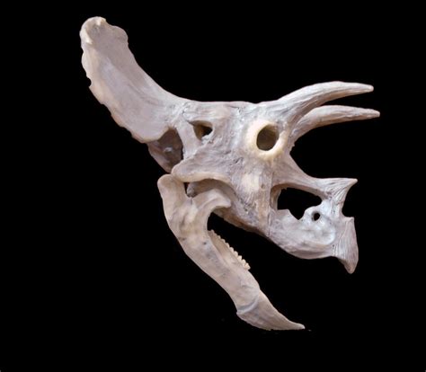 Triceratops skull by hannay1982 on deviantART