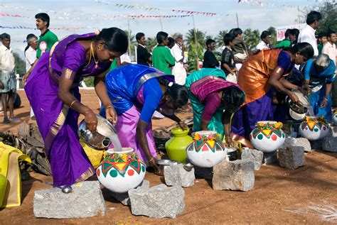 Photo Gallery: 12 Pongal Festival Pictures in Tamil Nadu