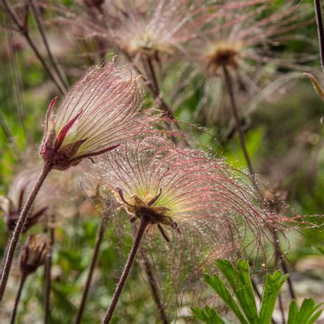 11 Top Plants For Fuss-Free Native Prairie Gardens | The Family Handyman