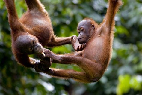 5 Places to See Orangutans in Borneo