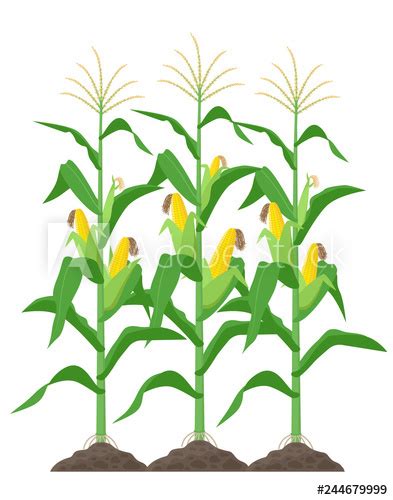 Corn Field Vector at Vectorified.com | Collection of Corn Field Vector free for personal use