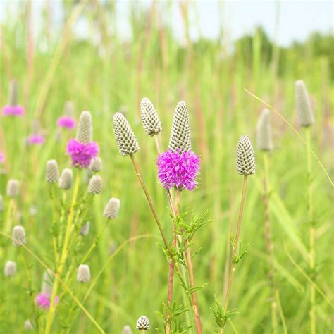 11 Top Plants For Fuss-Free Native Prairie Gardens | The Family Handyman