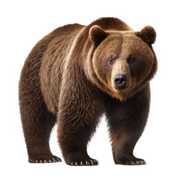 Brown Bear Wild Animal Transparent On White Background, Brown Bear, Bear, Wildlife PNG ...