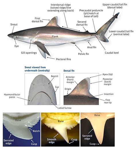 Great White Shark Eye Anatomy