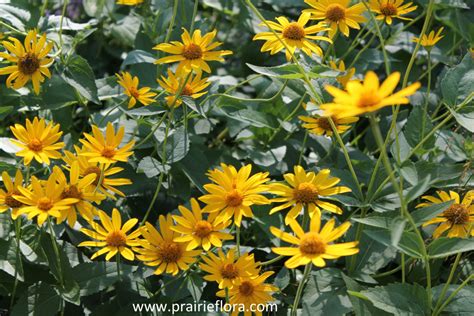 Native Prairie Plants