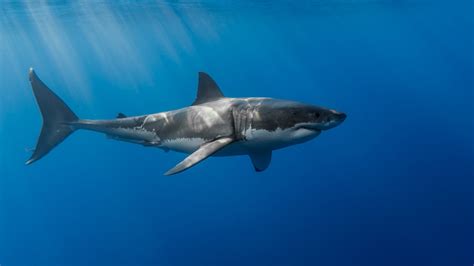 Great White Shark Wallpapers (48+ images inside)