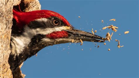 Drumming or singing? It's the same to a woodpecker's brain