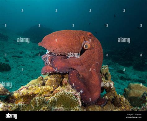 Octopus on a coral reef Stock Photo - Alamy