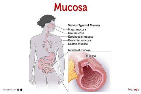 Mucous Membrane