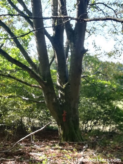 Squirrel on a tree