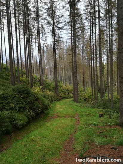 Green forest road