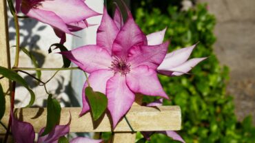Clematis stekken: zo doe je het stap voor stap