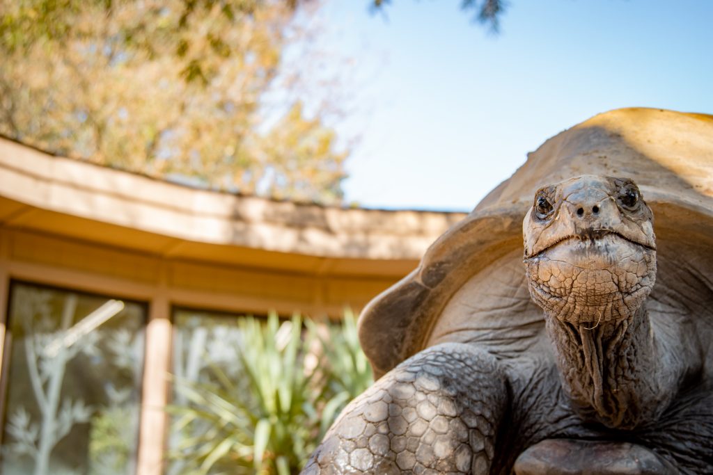 a tortoise looking at the camera