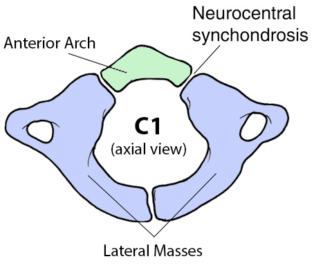 Solenoide A veces a veces Varios c1 vertebral body anatomy Disco texto ...