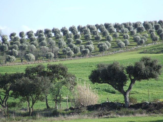 File:Olive groves.jpg