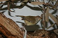 Striated Thornbill