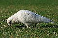 Little corella