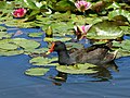 Dusky Moorhen