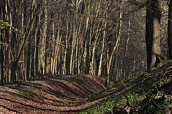 Ashridge Forest, Hertfordshire