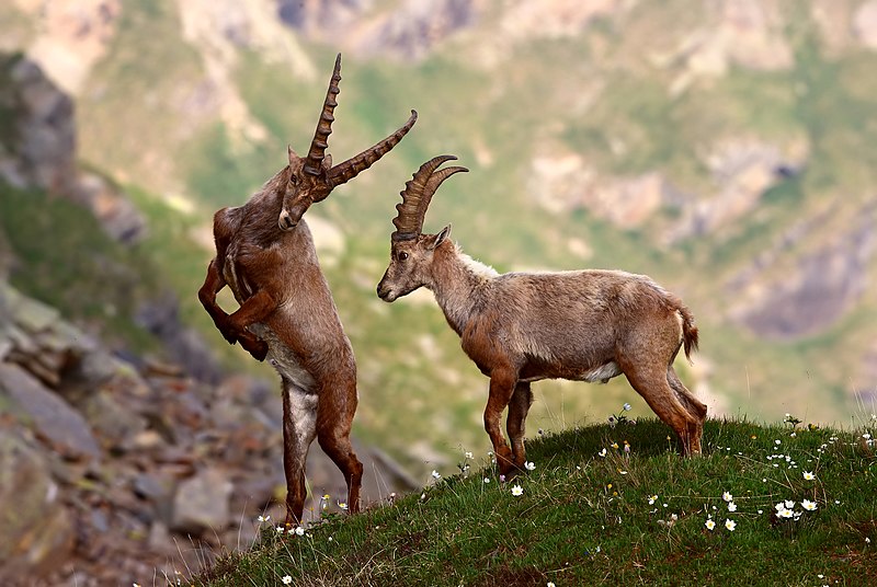 File:Stambecchi nel Parco Nazionale del Gran Paradiso.jpg