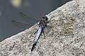 Blue skimmer dragonfly