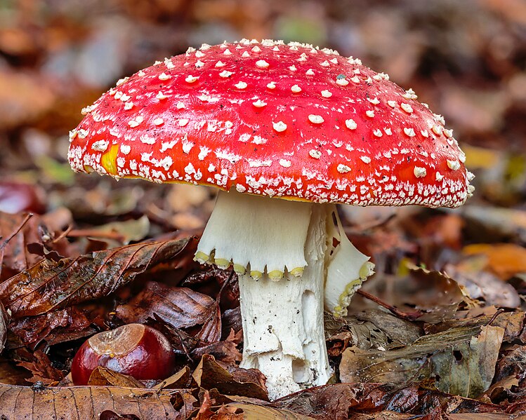 File:Vliegenzwam (Amanita muscaria) d.j.b.jpg