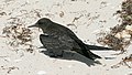 Juvenile Sooty Tern