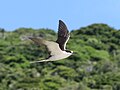 Flying Sooty Tern