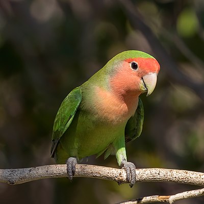 Rosy-faced lovebird (Agapornis roseicollis roseicollis), Erongo, Namibia